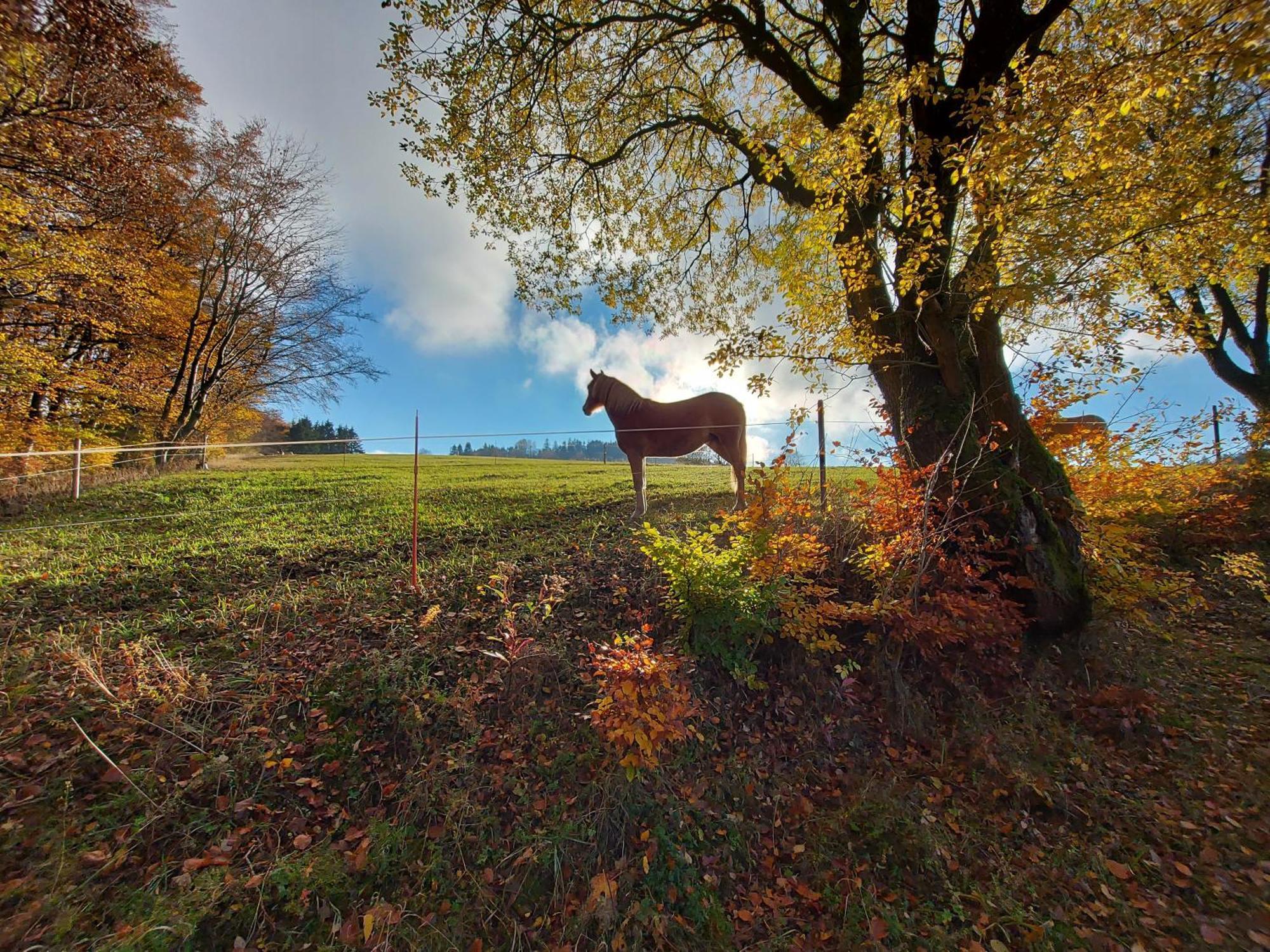 Panoramablick Willingen Schwalefeld Lägenhet Exteriör bild